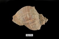 藏品(紅皺岩螺)的圖片